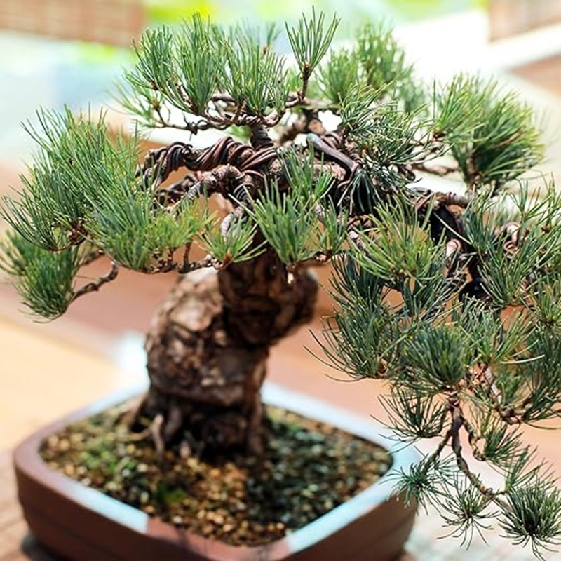 Bonsai Tree Shaping Aluminum W - Bonsai Garden Design のレビューと価格