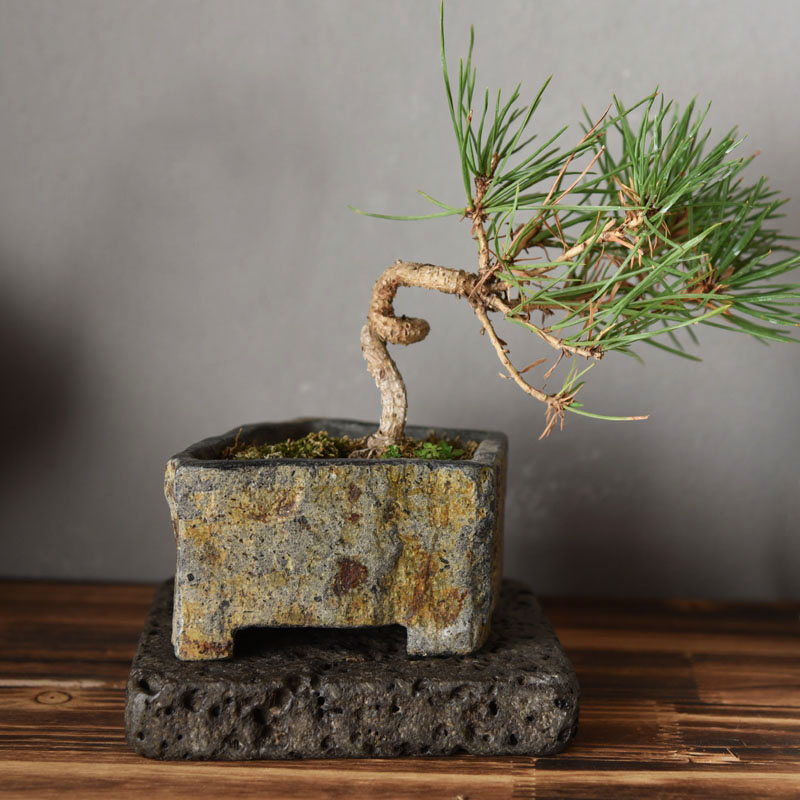 Basalt Natural Stone Flower Po - Bonsai Garden Chinese Garden のレビューと価格