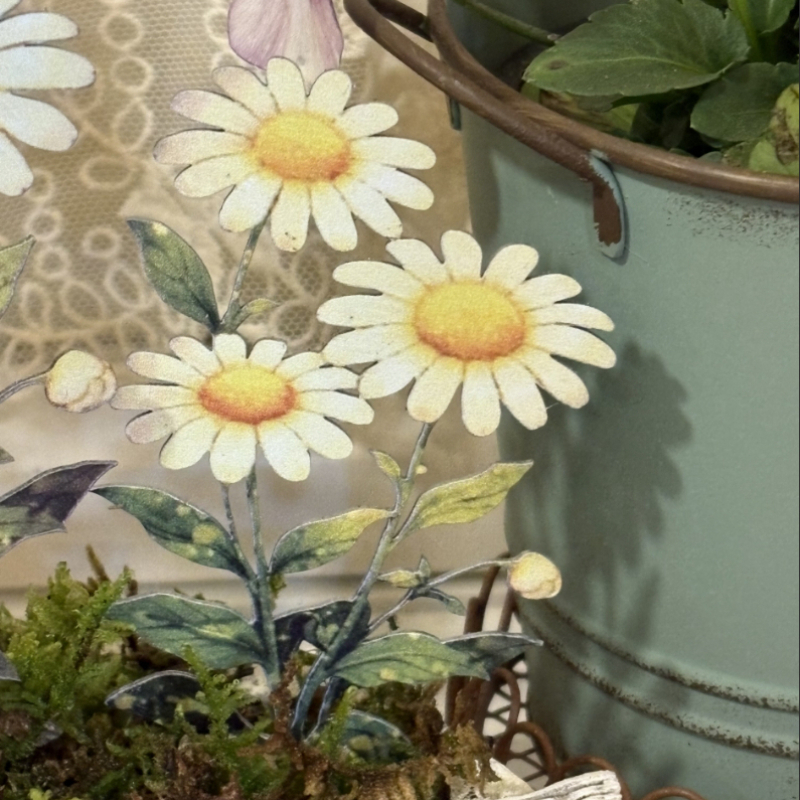 JUSTINLAU Daisy Bonsai Gardeni - Bonsai Garden Photos のレビューと価格