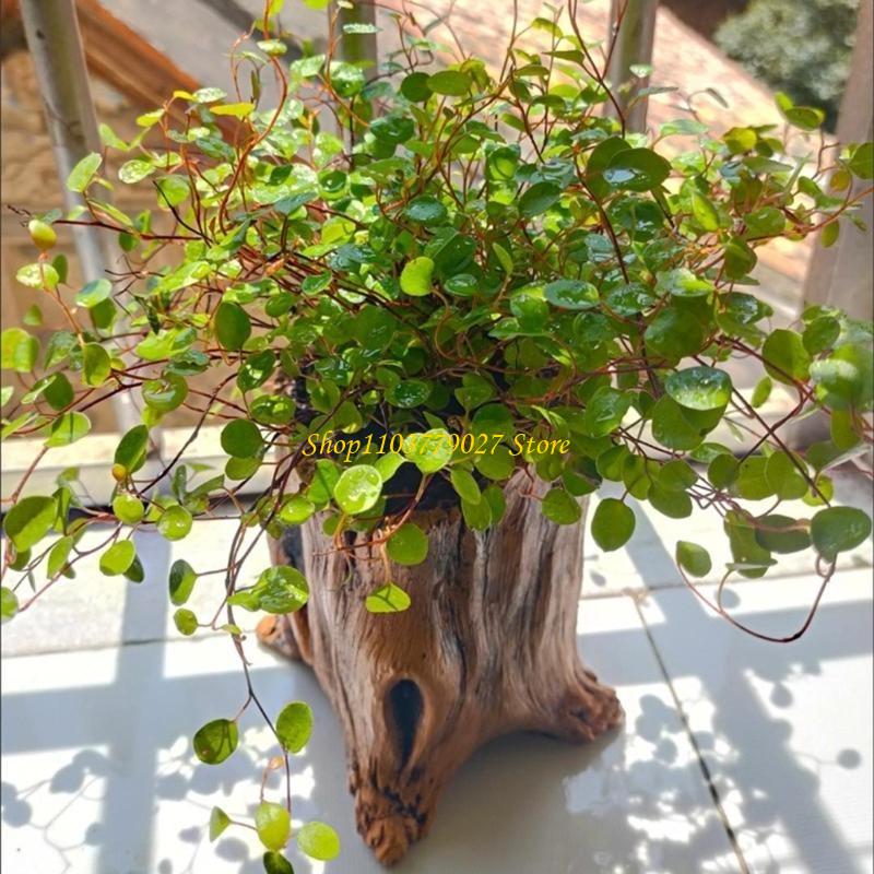 C4DF Vintage Cement Planter wi - Bonsai Garden Design のレビューと価格