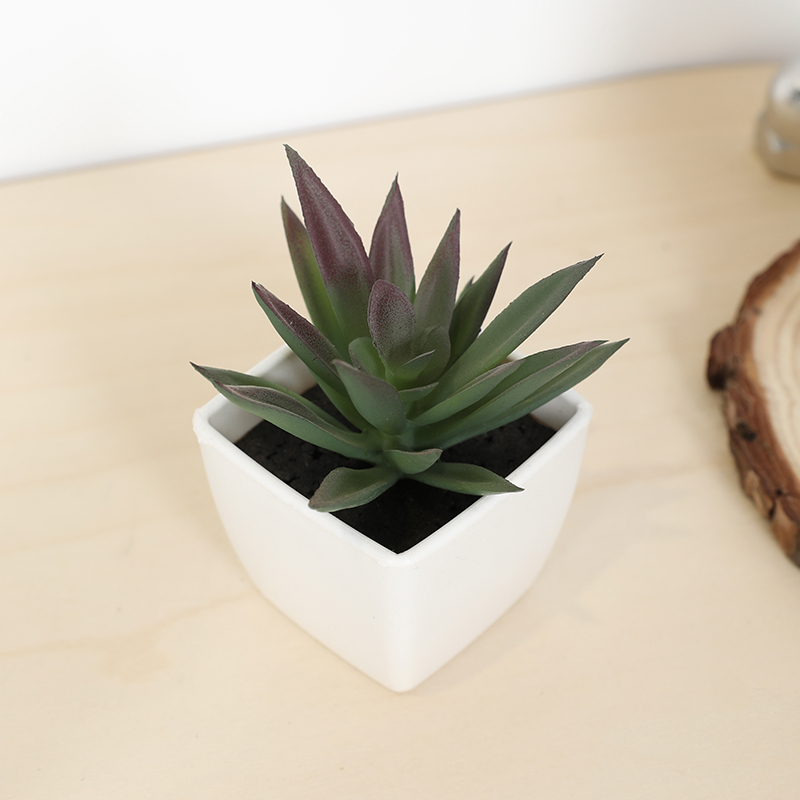 Mini Artificial Succulent Fair - Bonsai Garden Kit のレビューと価格