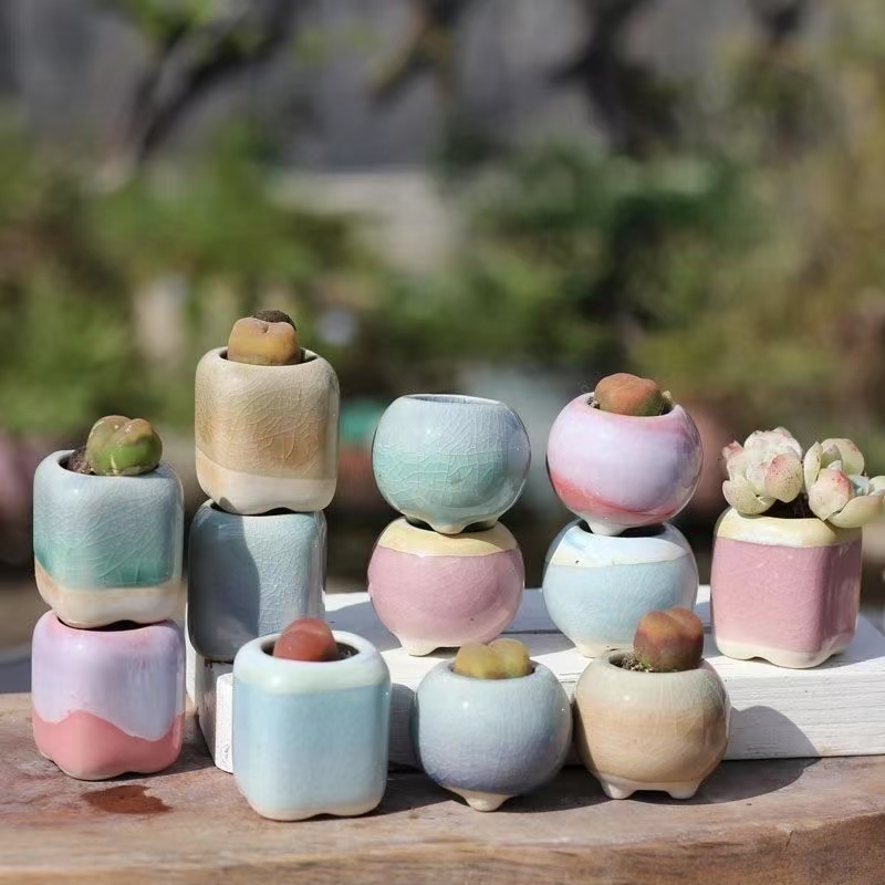 6Pcs Mini Flowerpot Succulents - Bonsai Garden Kit のレビューと価格
