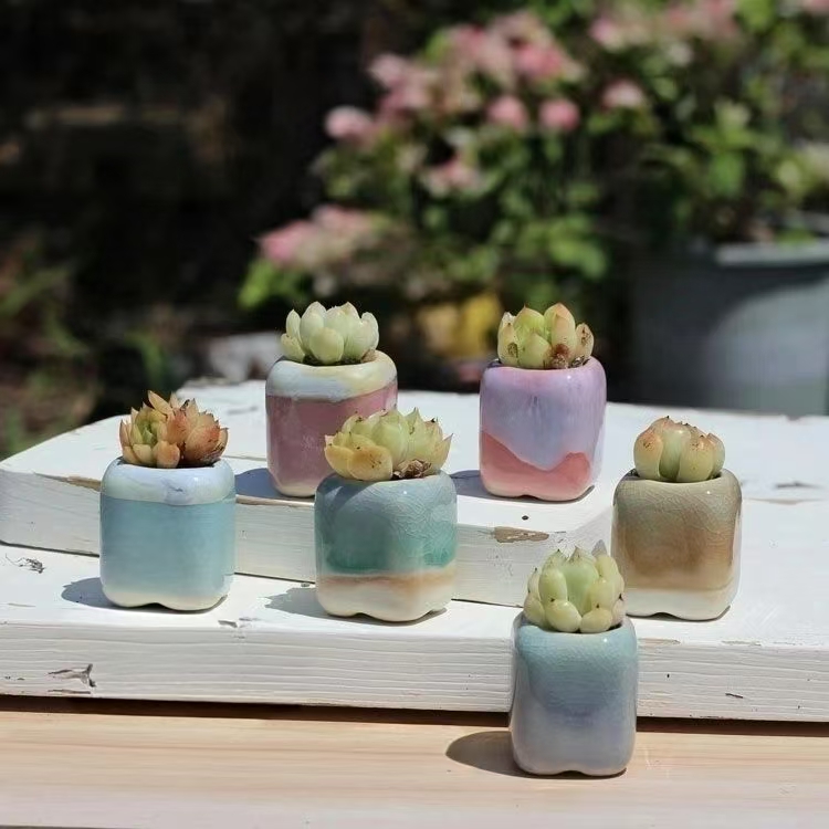 6Pcs Mini Flowerpot Succulents - Bonsai Garden Kit のレビューと価格